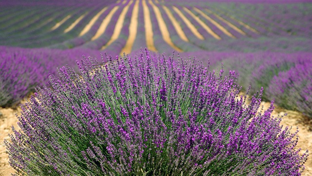 Lavender growing in Grasse, France