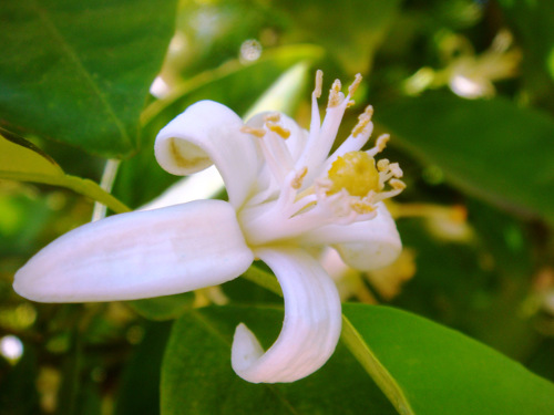 Neroli Blossom