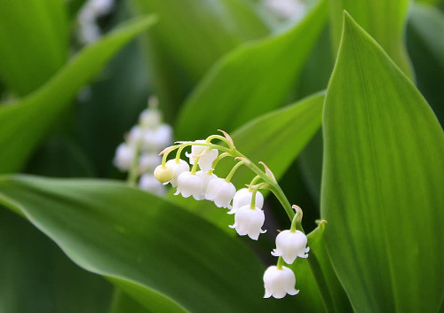 Lily of the Valley