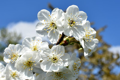 Orange Blossom