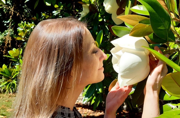Beautiful Magnolia In Andrew Parents Garden