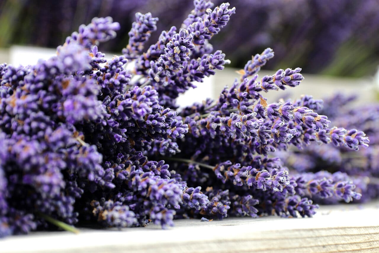 Lavender Floral Note Image