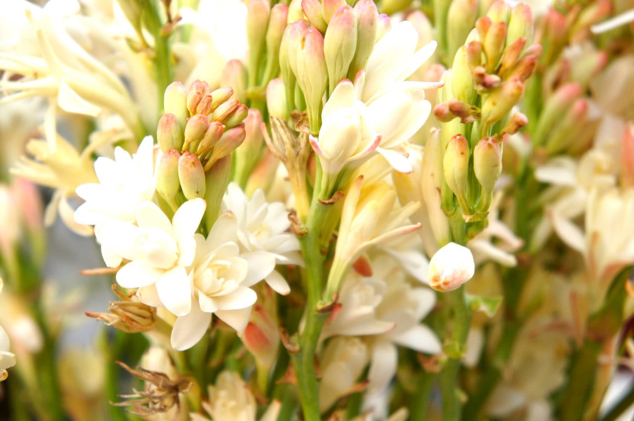 Tuberose Viora London